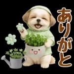 大人可愛いシーズーで梅雨の気づかい敬語