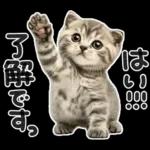 やる気ゼロ♡にゃんこ