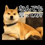 Premium 柴犬こてつ君*スタンプ第二弾