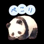 แพนด้าด้วยความเคารพ