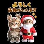 大きく表示♡冬にゃんこ