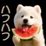 白いモフモフ～その名はサモエド！２