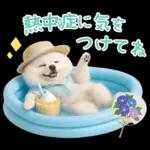 癒しポメラニアンの「夏」の毎日