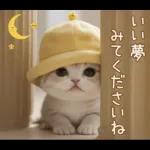 スコティッシュ猫 可愛い日常 太陽帽 敬語