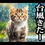 夏☆にゃんこ