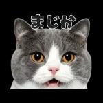 猫の顔がどーん！