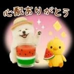 癒しポメラニアンの「夏」の毎日