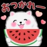 cute white Pomeranian summer 3