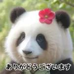おすすめ！かわいいパンダチャン