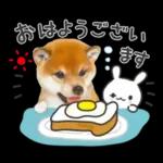 かわいい犬たち冬♡冬＆正月 柴犬