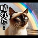 夏☆にゃんこ