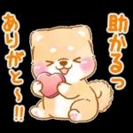 愛する人に感謝を送る❤️いやしばいぬ赤柴