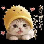 スコティッシュ猫 可愛い日常 太陽帽 敬語