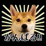Premium 柴犬こてつ君*スタンプ第二弾