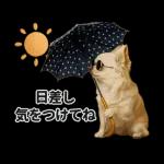 ずっと使える♡夏のチワワ