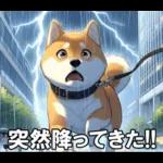 夏の天気をお知らせする柴犬【便利・日常】