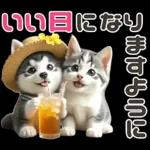 夏 猛暑 酷暑♡シベリアンハスキーとネコ