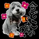 大人かわいい日常メッセージ?