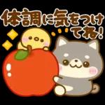 秋に役立つ♡豆柴日和