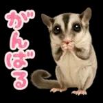 フクロモモンガ❤実りの秋は大豊作