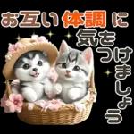 夏 猛暑 酷暑♡シベリアンハスキーとネコ