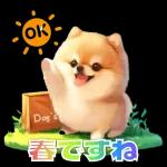 癒しポメラニアンの春のあいさつ 2