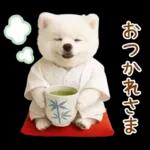 癒しポメラニアンの「夏」の毎日