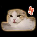 猫の「うなちゃん」