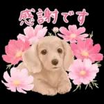 大人かわいい♡いぬと花のスタンプ