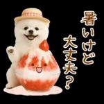 癒しポメラニアンの「夏」の毎日