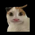 silly calico cat memes