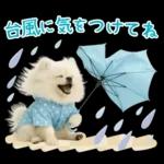 癒しポメラニアンの「夏」の毎日