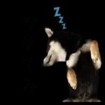 かわいい黒柴くんの敬語🐶
