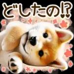 喜怒哀楽の激しい柴犬の野菜ダンス