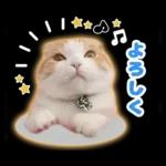 猫の「うなちゃん」