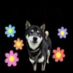 かわいい黒柴くんの敬語🐶