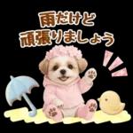 大人可愛いシーズーで梅雨の気づかい敬語