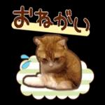 たれ耳ねこちゃん_見やすい！使いやすい♪