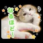 猫の「うなちゃん」