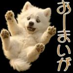 白いモフモフ～その名はサモエド！２