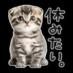 やる気ゼロ♡にゃんこ