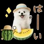 癒しポメラニアンの「夏」の毎日