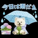 癒しポメラニアンの「夏」の毎日