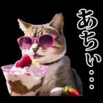夏☆にゃんこ