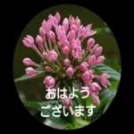 おやすみ ・☆ なさい