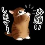毎日☆猫たちのスタンプ