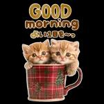 大きく表示♡冬にゃんこ