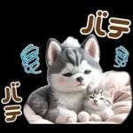 夏 猛暑 酷暑♡シベリアンハスキーとネコ