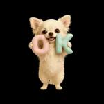 ずっと使える♡夏のチワワ