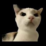 silly calico cat memes